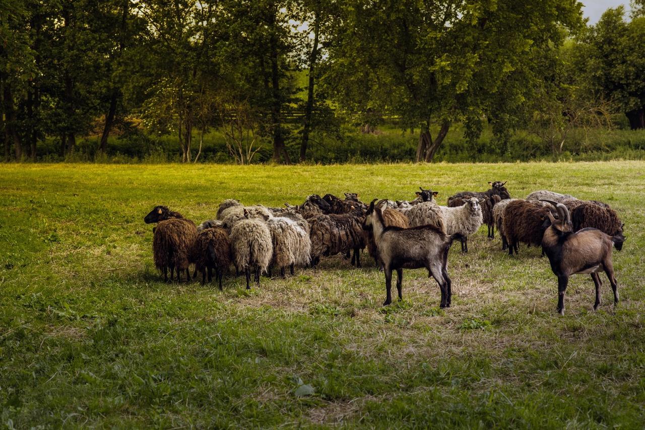 Gospodarstwo Agroturystyczne Dworek Janowicki Kazimierzewo Exterior foto